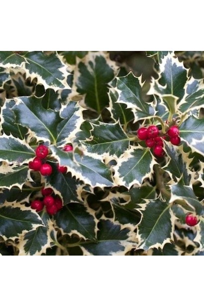 Декоративні червоні ягоди падуба Argentea Marginata